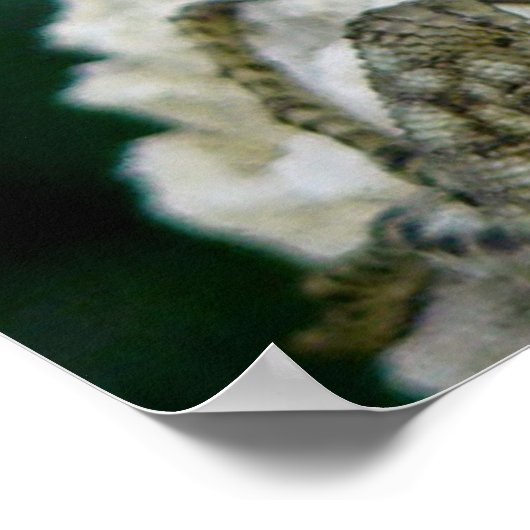 iguanas poster (Ecke)