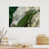 iguanas poster (Küche)