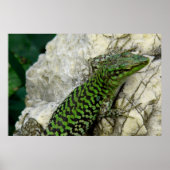 iguanas poster (Vorne)