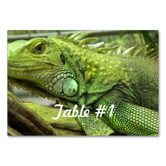 Iguanas und Lizards Tischnummer (Vorderseite)
