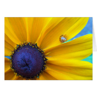 Ihnen etwas Sonnenschein schicken