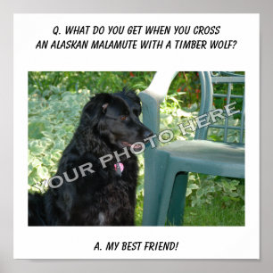 Ihr Foto hier! Bester Freund Alaskan Malamute Mix Poster