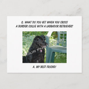 Ihr Foto hier! Mein bester Freund Border Collie Mi Postkarte
