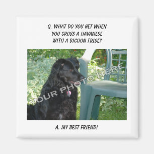 Ihr Foto hier! Meine bester Freund Havanese Magnet