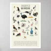 Ihr Guide to Doofy Birds 11x17 Poster (Vorne)