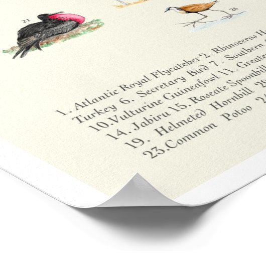 Ihr Guide to Doofy Birds 11x17 Poster (Ecke)