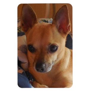 Ihr Haustier-Foto-Kühlschrank-Magnet Magnet