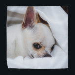 Ihr Haustier Hund Welpe Foto chihuahua Halstuch<br><div class="desc">Ihr Haustier Hund Welpe Custom Foto chihuahua. Passen Sie es mit Ihrem Foto von Haustieren,  Hunden,  Katzen an.. Hund,  Welpe,  Tier,  Foto,  niedlich,  Haustiere,  Chihuahua</div>