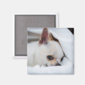 Ihr Haustier Hund Welpe Foto chihuahua Magnet (Vorderseite/Rückseite)