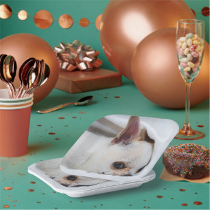 Ihr Haustier Hund Welpe Foto chihuahua Pappteller