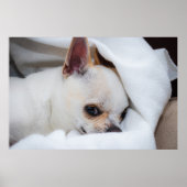 Ihr Haustier Hund Welpe Foto chihuahua Poster (Vorne)