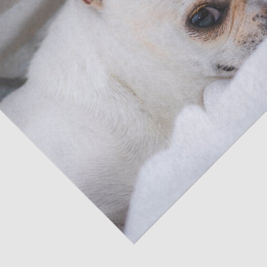 Ihr Haustier Hund Welpe Foto chihuahua Seidenpapier (Ausschnitt)
