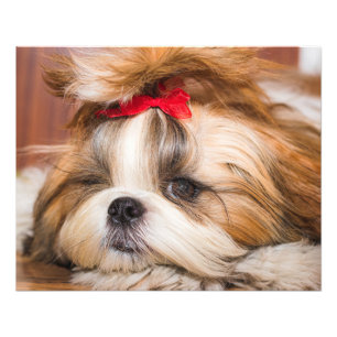 Ihr Hundewelpen-Foto Fotodruck