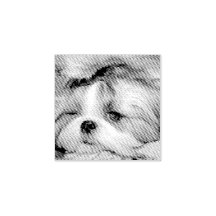 Ihr Hundewelpen-Foto