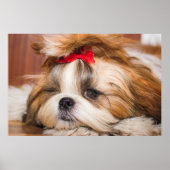 Ihr Hundewelpen-Foto Poster (Vorne)