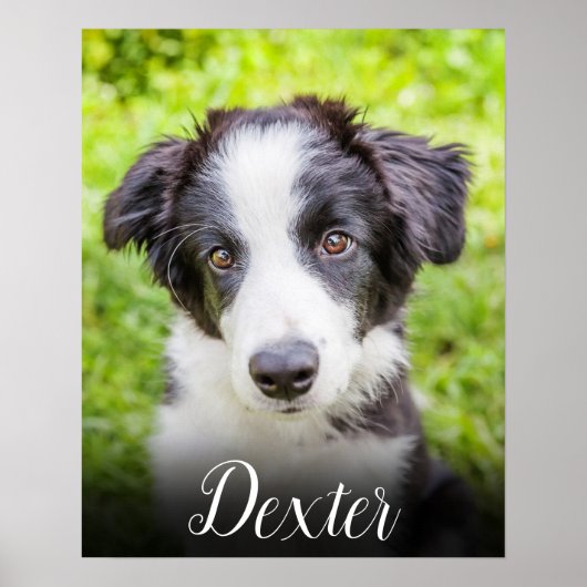 Ihr Lieblingsfoto von Haustieren Poster (Vorne)