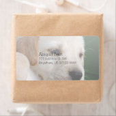 Ihr Square Image ersetzt Gelbe Labrador Puppy (Insitu)