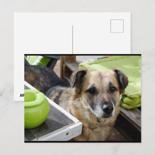 Ihr treuer Fokus Postkarte (Vorne/Hinten)