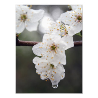 Ihre benutzerdefinierte 12" x 16" Foto-Erweiterung Fotodruck