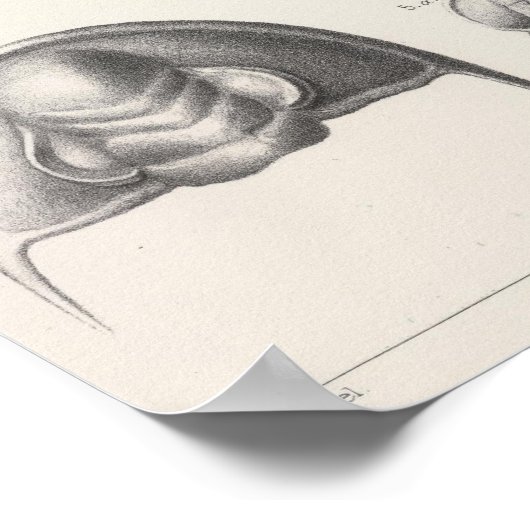 II Vorläufiger Zeitraum Poster (Ecke)