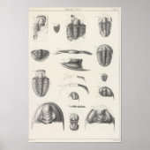 II Vorläufiger Zeitraum Poster (Vorne)