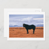 Ikonisch schwarz isländische Pferdepostkarte Postkarte (Vorne/Hinten)