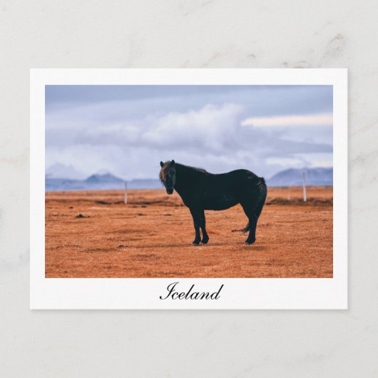 Ikonisch schwarz isländische Pferdepostkarte Postkarte (Vorderseite)