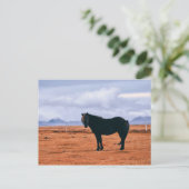 Ikonisch schwarz isländische Pferdepostkarte Postkarte (Stehend Vorderseite)