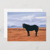 Ikonisch schwarz isländische Pferdepostkarte Postkarte (Vorne/Hinten)