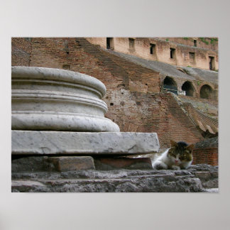 il gatto poster