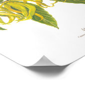 Ilang-Ilang (Cananga odorata) Ph Forest Blooms Poster (Ecke)