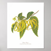 Ilang-Ilang (Cananga odorata) Ph Forest Blooms Poster (Vorne)
