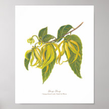 Ilang-Ilang (Cananga odorata) Ph Forest Blooms