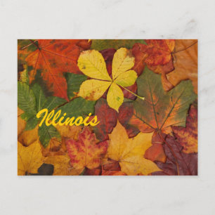 Illinois Autumn Leaves Postcard Postkarte