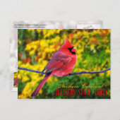 Illinois Staat Bird - Nordlicher Kardinal Postkarte (Vorne/Hinten)