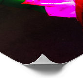 Illuminated Koi Poster (Ecke)