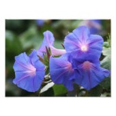 Illuminierte Blue Morning Glory-Wildblumen Fotodruck (Vorne)