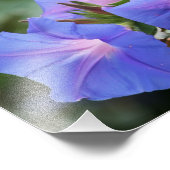 Illuminierte Blue Morning Glory-Wildblumen Fotodruck (Ecke)