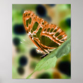 Illuminierte Butterfly Nature Print Poster (Vorne)