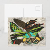 Illustration-1: Französische Vintage Schmetterling Postkarte (Vorne/Hinten)