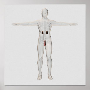 Illustration 3D männlichen Reproduktionssystems 2 Poster