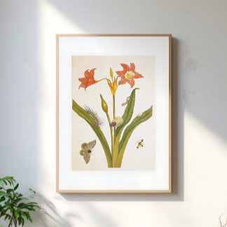 Illustration alter Blumen Botanik Poster