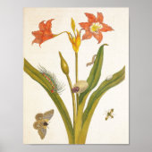 Illustration alter Blumen Botanik Poster (Vorne)