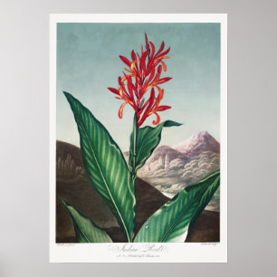Illustration alter Blumen Poster
