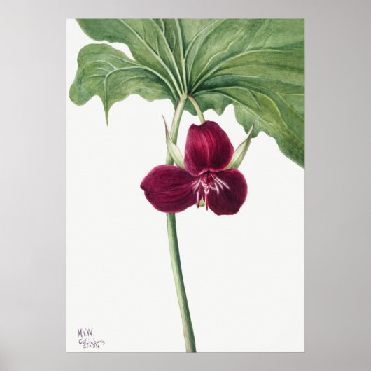 Illustration alter Blumen Poster (Vorne)