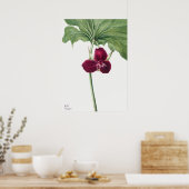 Illustration alter Blumen Poster (Küche)