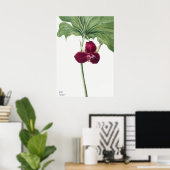 Illustration alter Blumen Poster (Heimbüro)