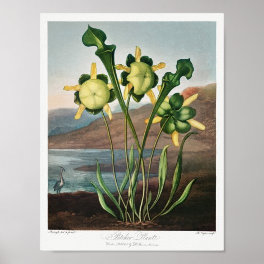 Illustration alter Blumen Poster (Vorne)