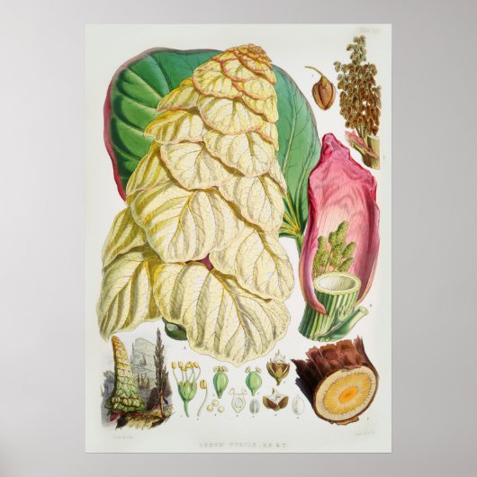 Illustration alter Blumen Poster (Vorne)