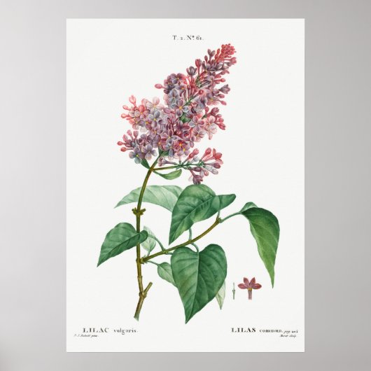 Illustration alter Blumen Poster (Vorne)